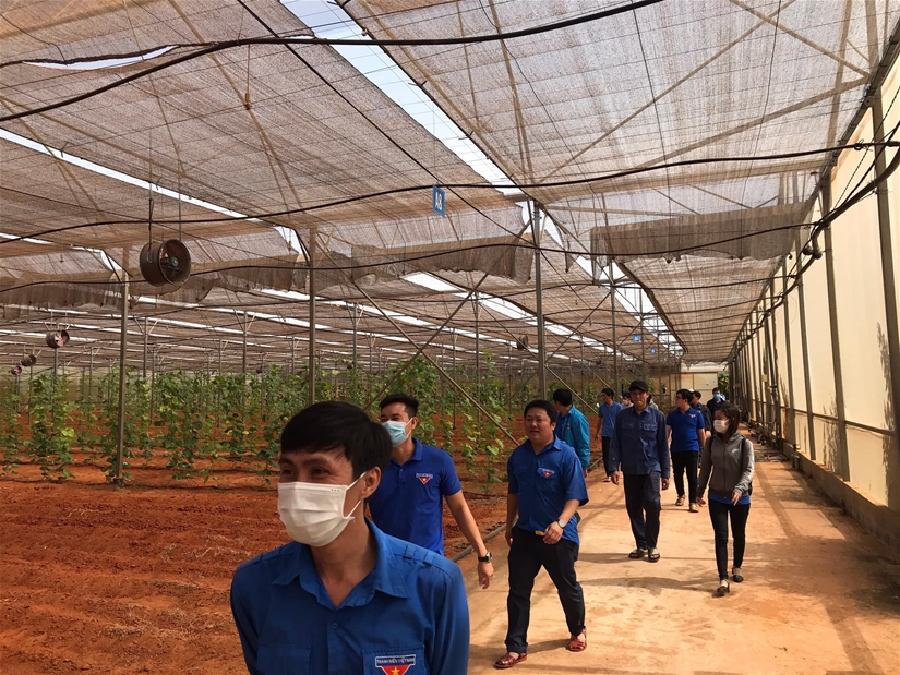 Tham quan, học tập mô hình trồng rau công nghệ cao tại huyện Bắc Bình