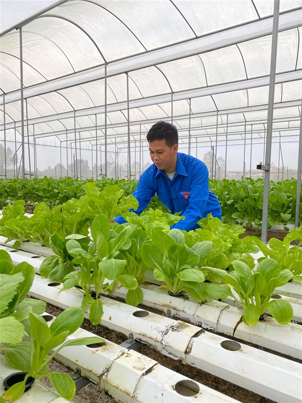 Mô hình trồng rau sạch của đoàn viên phường Tân Thiện, thị xã La Gi